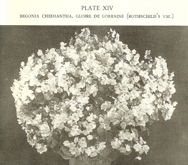 B. ‘Gloire de Lorraine Rothschild’